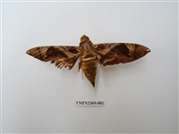 藏品(茜草白腰天蛾)的圖片